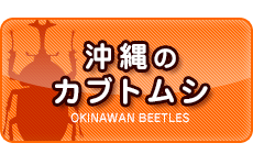 沖縄のカブトムシ