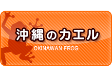 沖縄のカエル